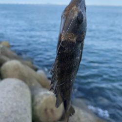 餌取りの先に…