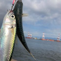 中鯖多くなり鯖無限。鯖祭りまくりw