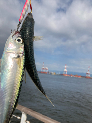 中鯖多くなり鯖無限。鯖祭りまくりw