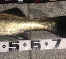 シーバス７９cm