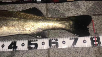 シーバス７９cm