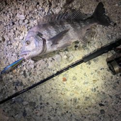 爆釣！まさかの青物