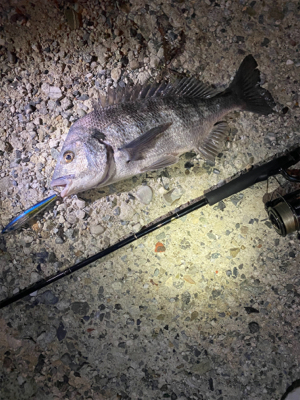 爆釣！まさかの青物