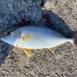 タチウオ爆釣！朝まづめはシオも？！