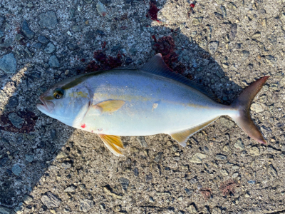 タチウオ爆釣！朝まづめはシオも？！