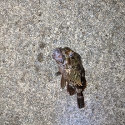 キジハタを狙いに