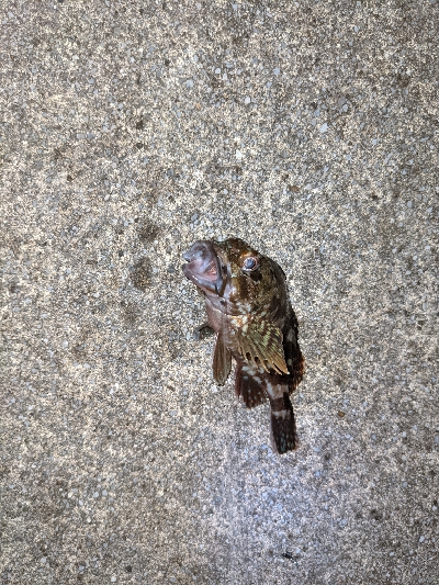 キジハタを狙いに