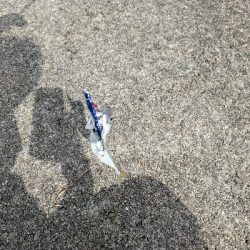 初の岸壁ジギング