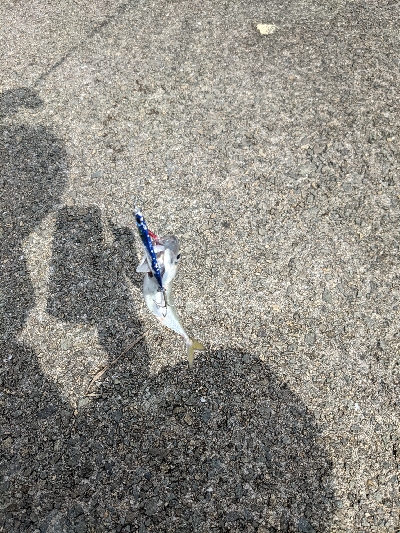 初の岸壁ジギング