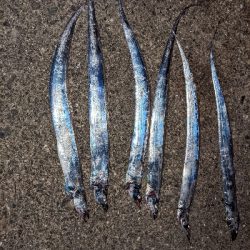 今シーズン初タチウオ