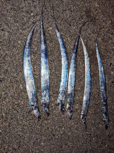 今シーズン初タチウオ