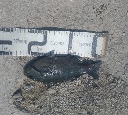 8/1釣果　紀州釣り連発しました！