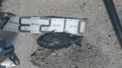 8/1釣果　紀州釣り連発しました！