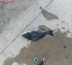 8/8釣果 チヌマハタグレ