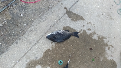 8/8釣果 チヌマハタグレ