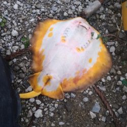 8/15釣果　チヌ42センチ！