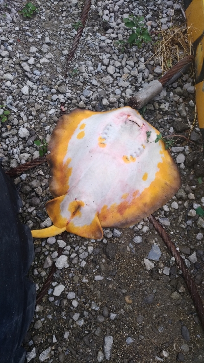 8/15釣果　チヌ42センチ！