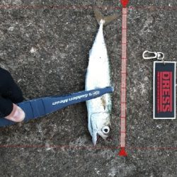 サバ天国！？地獄！？