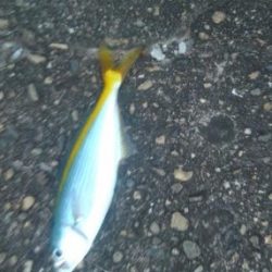 アジ1本狙い!!貴重な動物性たんぱく質!