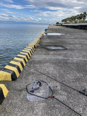 芦屋浜東護岸チヌ上がりました