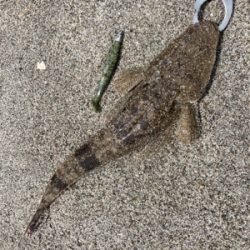 灼熱のマゴチ祭り