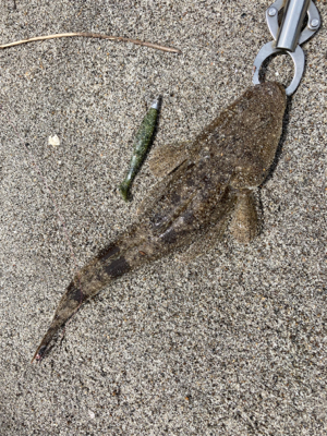 灼熱のマゴチ祭り