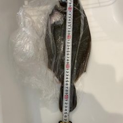 ヒラメが釣れちゃった