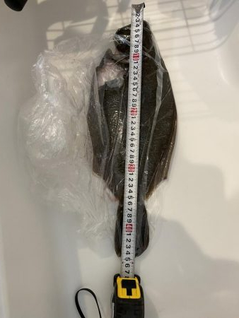 ヒラメが釣れちゃった