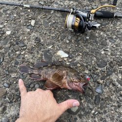 アコウ釣りその3