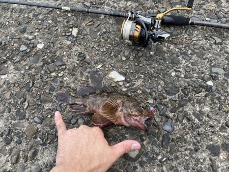 アコウ釣りその3