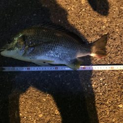 ヘチ釣りでチヌとキビレ！