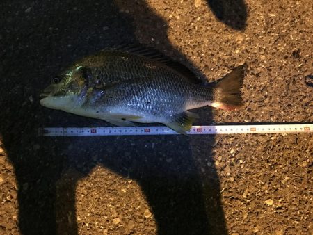 ヘチ釣りでチヌとキビレ！