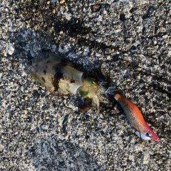 新子アオリイカ調査③