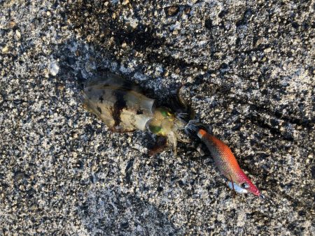 新子アオリイカ調査③