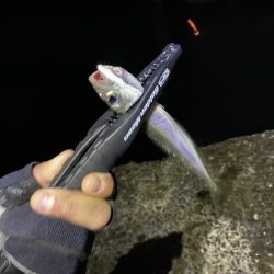 アジングのつもりが