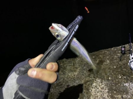 アジングのつもりが