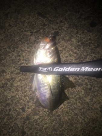 アジング二日目