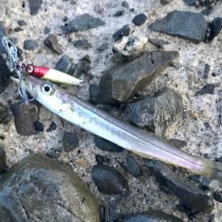 アジングで小型青物