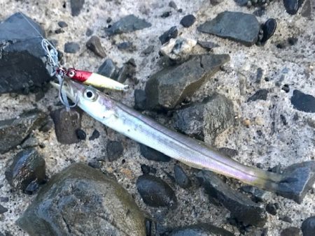 アジングで小型青物
