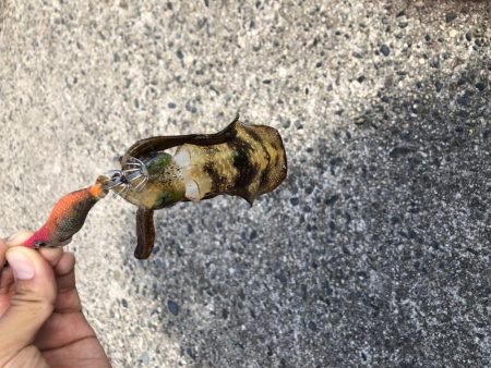 アオリイカ新子調査②