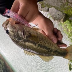 トップでバスが釣れました。［ガボッツ90］
