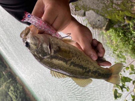 トップでバスが釣れました。［ガボッツ90］