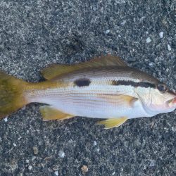 ダンゴ、サビキで7目