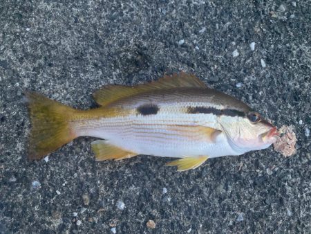 ダンゴ、サビキで7目