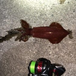 ケンサキイカ調査