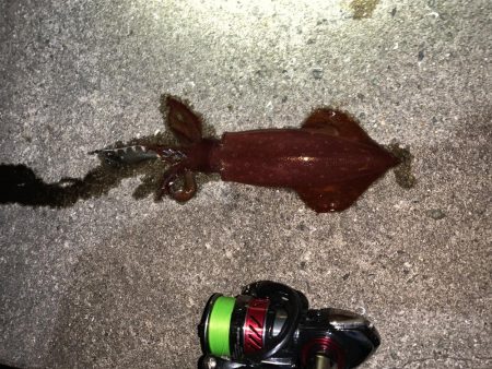 ケンサキイカ調査