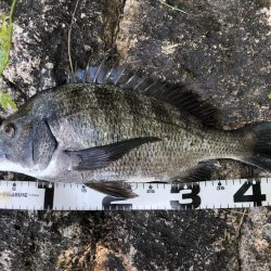 イチノ兄弟、釣果!