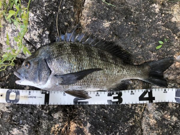 イチノ兄弟、釣果!