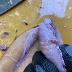 完全フカセどてら流しでカツオ