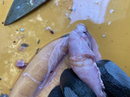 完全フカセどてら流しでカツオ